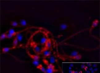 Researchers have identified a genetic link between impulsivity and a predisposition to engage in risky behaviors