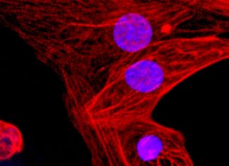 Scientists have create the first pluripotent stem cells that are functionally “invisible” to the immune system