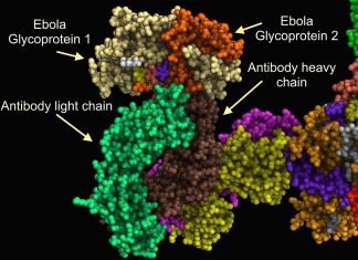 A research has described a new mechanism how the Ebola virus escapes the immune system