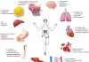 Exercise improve health by increasing gut bacterial diversity