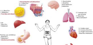 Exercise improve health by increasing gut bacterial diversity
