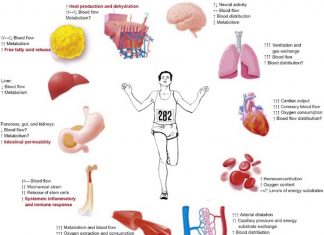 Exercise improve health by increasing gut bacterial diversity