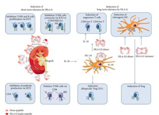 A powerful immune molecule helps protect transplanted organs from rejection