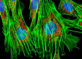The research team discovered how blood cells help wounds heal scar-free