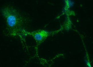 Mayaro virus : engineered DNA vaccine protects against the disease