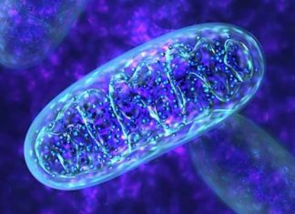 Researchers from Trinity College Dublin have become the first to describe a model of mitochondrial epilepsy