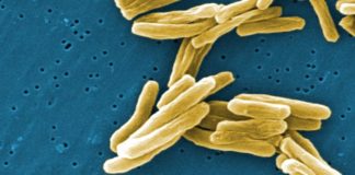 A team of researchers has found a molecule that is effective against tuberculosis