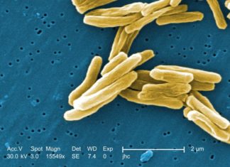 A team of researchers has found a molecule that is effective against tuberculosis