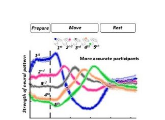 Neuroscientists have identified the processes which occur in our brains before an action