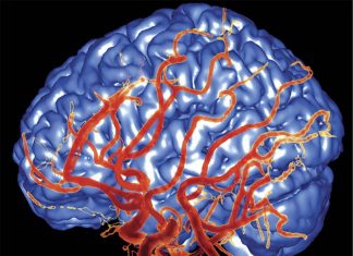 New Alzheimer’s therapy with brain blood flow discovery