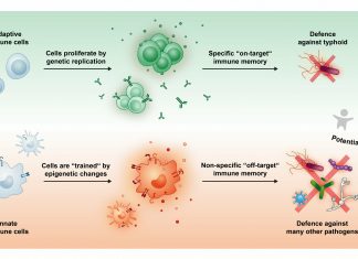 New research shows that vaccination with weakened strains of Salmonella may also protect against other infections