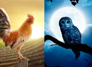 Night owls have fundamental differences in their brain function compared to early risers