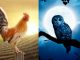 Night owls have fundamental differences in their brain function compared to early risers