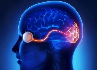 Optic nerve trauma : New target could help protect vision