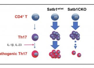 Researchers have identifies a protein regulator responsible for leading to autoimmune disorders