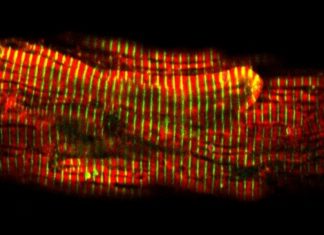 Researchers have developed a new method to visualise the flow of calcium that makes the heart beat