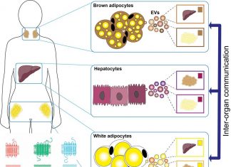 Researchers have discovered that fat tissue releases a lipid-filled particle that has a role in immune function and metabolism