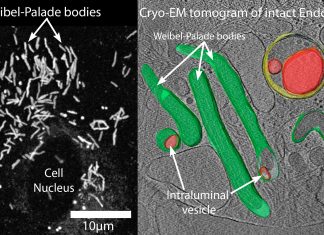 Researchers have identified new pathway for cell communication