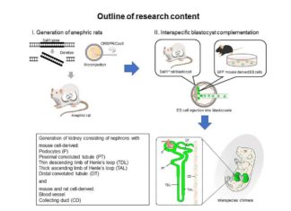 Researchers one step closer to growing human kidneys : they created functional kidneys inside rats from just a few donor stem cells