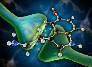 Serotonin help the brain execute instantaneous and appropriate behaviors in emergency situations