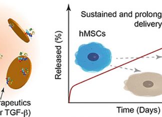Researchers have developed a new way to deliver treatment for cartilage regeneration