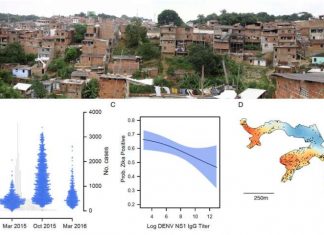 The higher a person’s immunity to dengue virus, the lower their risk of Zika infection