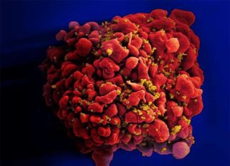 The immune system is the body’s best defense in fighting diseases like HIV and cancer