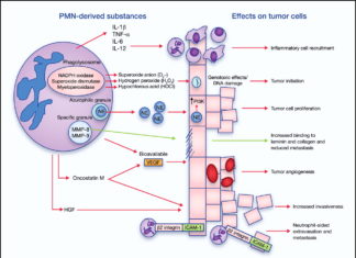 Tumor cells use a certain type of immune cell, so-called neutrophils, to enhance their ability to form metastases