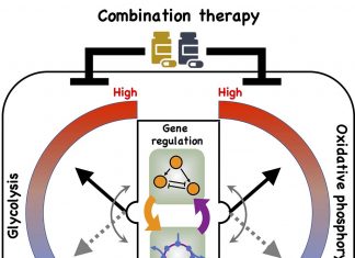 When metastatic cancer cells need to avoid a threat, they simply reprogram themselves