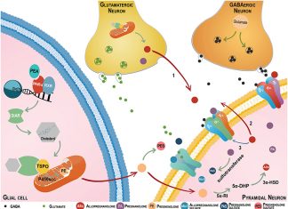 Scientists discover how neuroactive steroids inhibit inflammatory signaling in immune system and brain