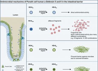 Researchers have discovered how the body’s own endogenous antimicrobial defense shield regulates the microbiome and its bacterial composition