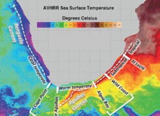 Warm and cool water temperatures over a long stretch of coastline cause new species of marine fish to evolve
