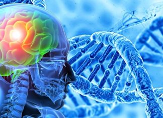 Genetic variants that are important for the development of the brain are frequently found in psychiatric disorders