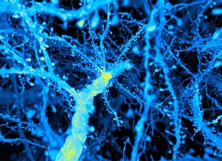 Researchers has identified a population of brain cells that modulate behavioral response to threats