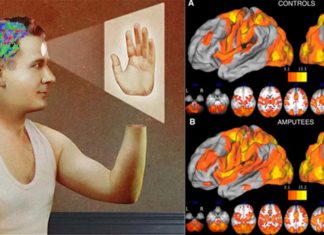 Researchers have found that the brain stores detailed information of a missing hand decades after amputation