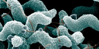 Global warming cause humans become more susceptible to food poisoning