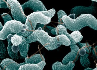 Global warming cause humans become more susceptible to food poisoning