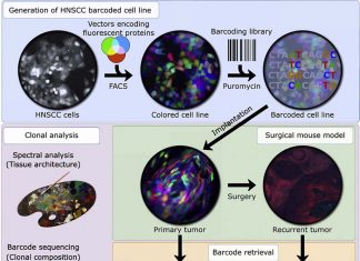 A cutting-edge technique called cellular barcoding reveals how breast cancer spreads