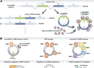 Circular RNA could serve as cancer biomarker in blood or urine