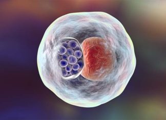 Researchers have developed a new way to prevent and treat Chlamydia