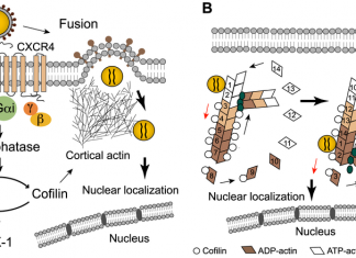 Fight against infection HIV infection – cofilin dysfunction is a key factor in helper T cell defects