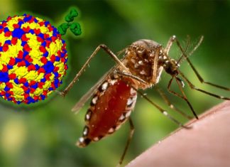 Researchers have demonstrated that the interaction between two immune cells plays an important role in the early fight against dengue virus infection