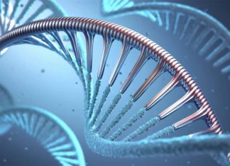 Researchers has found an association between children with a genetic disposition to type 1 diabetes and anticommensal antibodies