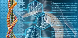 A newly discovered ribosomal DNA (rDNA) clock can be used to accurately determine an individual’s chronological and biological age