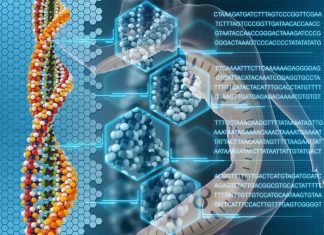 A newly discovered ribosomal DNA (rDNA) clock can be used to accurately determine an individual’s chronological and biological age