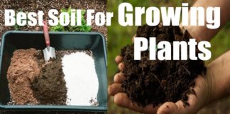 Gypsum helps soil