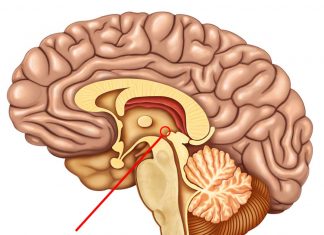 What happens in the brain when we feel discomfort?