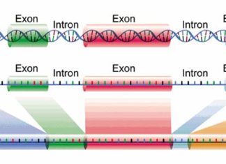 Research has shown a direct relationship between mutations in introns and variability in human populations