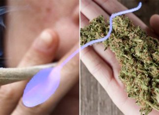 Men who have smoked marijuana at some point in their life had significantly higher concentrations of sperm