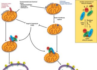 Cleaning system of the brain cells is weakened in people with Alzheimer’s